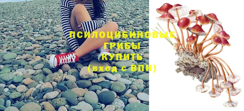 где продают   Братск  Псилоцибиновые грибы Psilocybine cubensis 